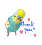 愛しのインコ・イベント＆日常編（個別スタンプ：11）