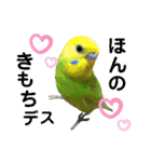愛しのインコ・イベント＆日常編（個別スタンプ：12）