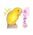 愛しのインコ・イベント＆日常編（個別スタンプ：13）