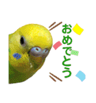 愛しのインコ・イベント＆日常編（個別スタンプ：16）