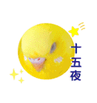 愛しのインコ・イベント＆日常編（個別スタンプ：19）