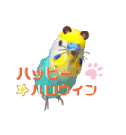 愛しのインコ・イベント＆日常編（個別スタンプ：20）