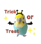 愛しのインコ・イベント＆日常編（個別スタンプ：21）