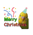 愛しのインコ・イベント＆日常編（個別スタンプ：22）