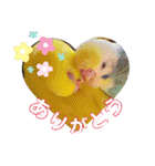 愛しのインコ・イベント＆日常編（個別スタンプ：25）