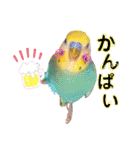 愛しのインコ・イベント＆日常編（個別スタンプ：26）