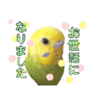 愛しのインコ・イベント＆日常編（個別スタンプ：27）