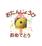 愛しのインコ・イベント＆日常編（個別スタンプ：29）