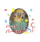 愛しのインコ・イベント＆日常編（個別スタンプ：30）