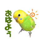 愛しのインコ・イベント＆日常編（個別スタンプ：31）