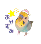 愛しのインコ・イベント＆日常編（個別スタンプ：33）