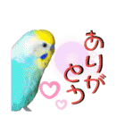 愛しのインコ・イベント＆日常編（個別スタンプ：34）