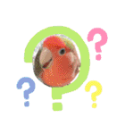 愛しのインコ・イベント＆日常編（個別スタンプ：37）