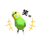 愛しのインコ・イベント＆日常編（個別スタンプ：38）