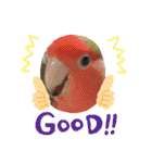 愛しのインコ・イベント＆日常編（個別スタンプ：39）