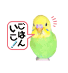 愛しのインコ・イベント＆日常編（個別スタンプ：40）