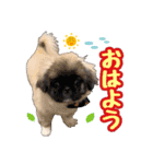 ペキニーズ★レオン（個別スタンプ：1）