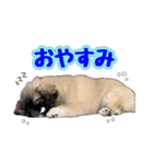 ペキニーズ★レオン（個別スタンプ：2）