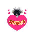 ペキニーズ★レオン（個別スタンプ：3）
