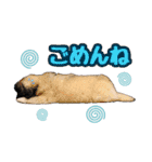 ペキニーズ★レオン（個別スタンプ：4）
