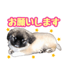 ペキニーズ★レオン（個別スタンプ：6）