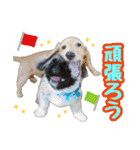 ペキニーズ★レオン（個別スタンプ：7）