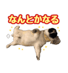 ペキニーズ★レオン（個別スタンプ：8）