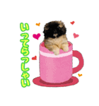 ペキニーズ★レオン（個別スタンプ：13）
