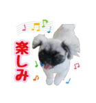 ペキニーズ★レオン（個別スタンプ：14）
