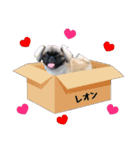 ペキニーズ★レオン（個別スタンプ：16）