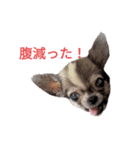 ラテ1（個別スタンプ：5）