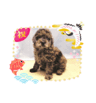 雪丸☆雫☆トイプードル＆チワプープー賀正（個別スタンプ：8）
