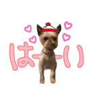 我が家のぶろちん2（個別スタンプ：1）
