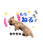 我が家のぶろちん2（個別スタンプ：2）