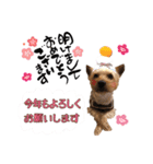 我が家のぶろちん2（個別スタンプ：3）