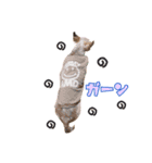 我が家のぶろちん2（個別スタンプ：7）