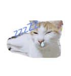 春田さん家のねこ（個別スタンプ：3）