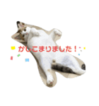 春田さん家のねこ（個別スタンプ：7）