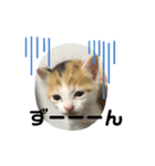 春田さん家のねこ（個別スタンプ：8）