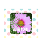 My Flower Stamp 七五三（個別スタンプ：7）