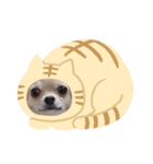 チワタ（個別スタンプ：1）