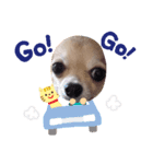 チワタ（個別スタンプ：5）