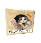 ヴェルにゃん3（個別スタンプ：5）
