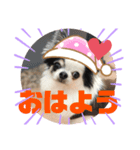 4チワワズ（個別スタンプ：1）