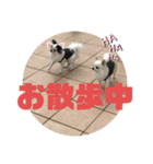 4チワワズ（個別スタンプ：2）