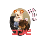 4チワワズ（個別スタンプ：6）