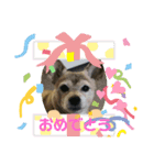 ロッキーpart2（個別スタンプ：7）