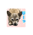 ロッキーpart2（個別スタンプ：8）