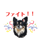 チワワのショコラスタンプ（個別スタンプ：1）