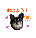 チワワのショコラスタンプ（個別スタンプ：2）